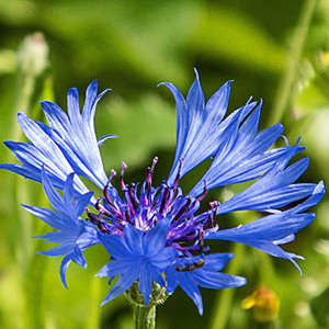 Kornblume